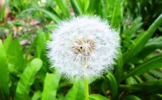 蒲公英在线观看免费观看,免费在线观看，畅享自然之美