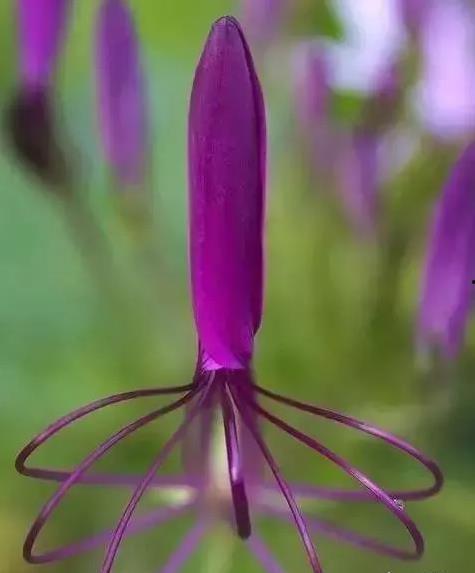 夺命奇花在线观看,惊悚花海中的生死较量