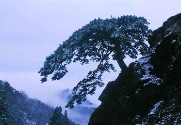 在线观看泰山,泰山之美，尽收眼底