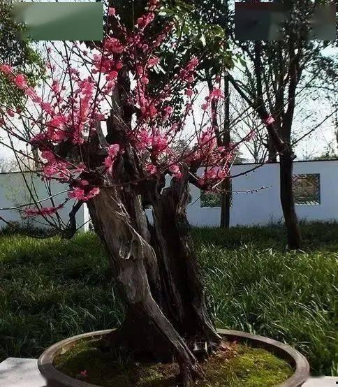虎刺在线观看,揭秘神秘虎刺家族的传奇故事
