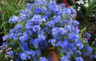 夏日花在线观看,浪漫绽放，在线共赏