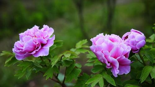 夏日花在线观看,浪漫绽放，在线共赏