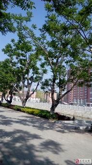 安国在线观看,揭秘古代药都的传奇魅力