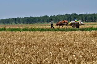 麦田在线观看,一场视觉与心灵的盛宴