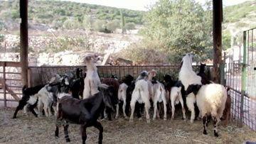 山羊视频在线观看,探索动物世界的奇妙瞬间